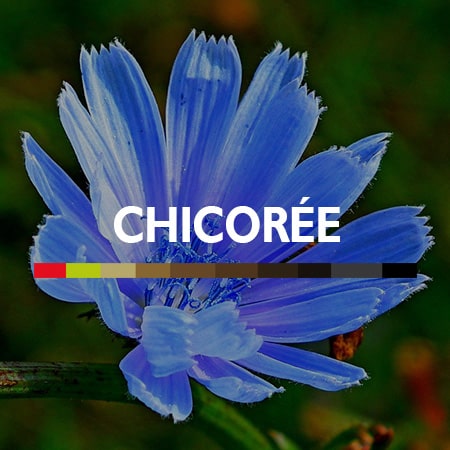 Chicorée du Nord de la France