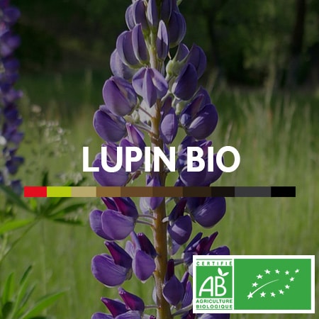 Lupin BIO - Alternative au café